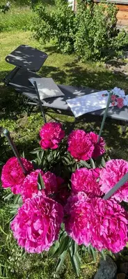 Ein Garten an der Unterkunft Nanisgarten - Grannys flat