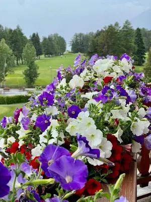 Ein Garten an der Unterkunft Exclusive Comfy Apartment in Central Crans-Montana