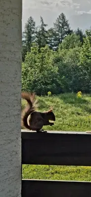Tiere in der Ferienwohnung oder in der Nähe