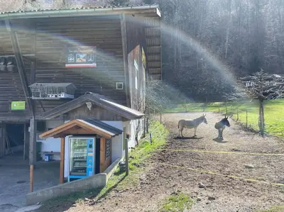 Tiere in der Ferienwohnung oder in der Nähe
