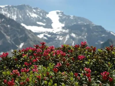 Ein allgemeiner Bergblick oder ein Berglick von der Ferienwohnung aus