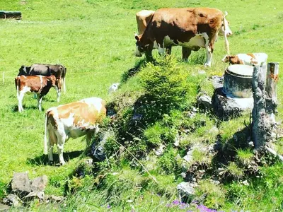 Tiere in der Ferienwohnung oder in der Nähe