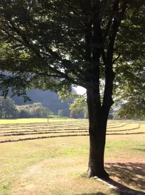 Naturlandschaft in der Nähe of country house