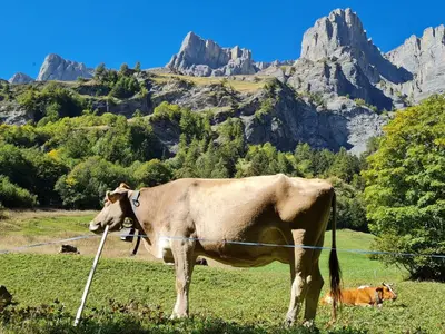 Tiere in der Ferienwohnung oder in der Nähe