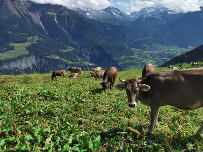 Tiere in der Ferienwohnung oder in der Nähe