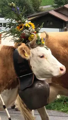 Tiere in der Ferienwohnung oder in der Nähe