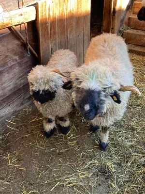 Tiere in der Ferienwohnung oder in der Nähe