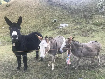 Tiere in der Ferienwohnung oder in der Nähe