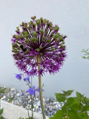 Ein Garten an der Unterkunft FALKE Studio in Spiez