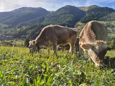 Tiere in der Ferienwohnung oder in der Nähe