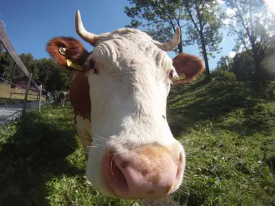 Tiere in der Ferienwohnung oder in der Nähe