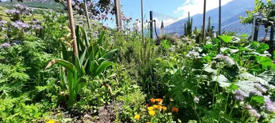 Ein Garten an der Unterkunft Guesthouse Petit Pré