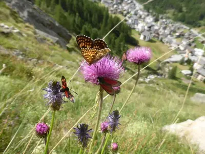 Naturlandschaft in der Nähe der Ferienwohnung