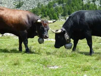 Tiere im Hotel oder in der Nähe