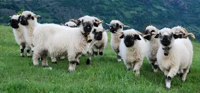 Tiere in der Ferienwohnung oder in der Nähe