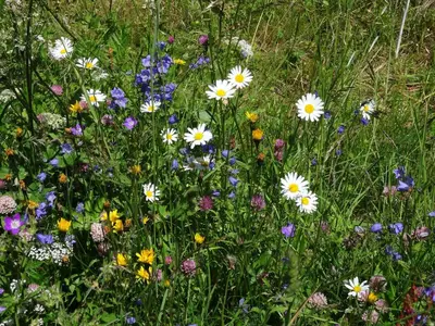 Ein Garten an der Unterkunft Studio Türkis