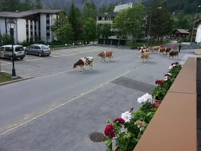 Tiere in der Ferienwohnung oder in der Nähe