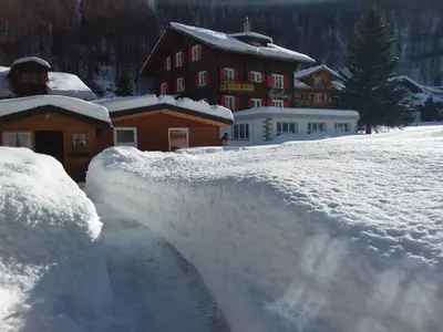 Anis im Winter