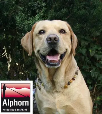 Haustiere von Gästen der Unterkunft Hotel Alphorn