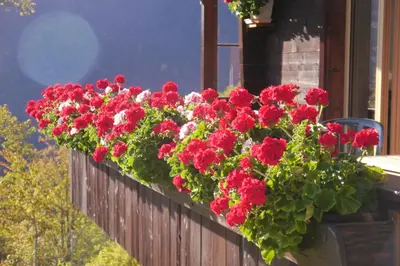 Ein Garten an der Unterkunft Chalet Acheregg