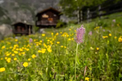 Naturlandschaft in der Nähe des Chalets