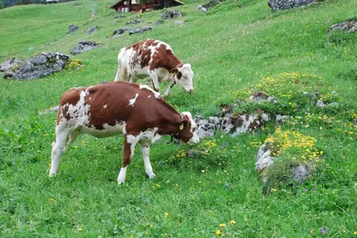Tiere im Hotel oder in der Nähe