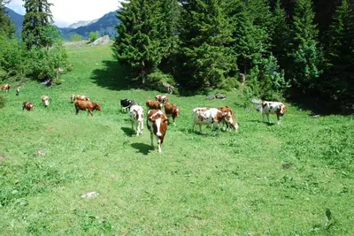 Tiere im Hotel oder in der Nähe