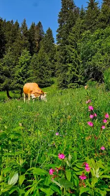 Tiere im Hotel oder in der Nähe