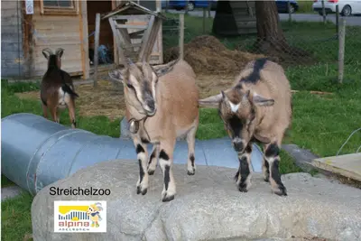Tiere im Hotel oder in der Nähe