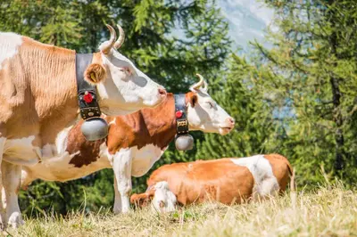 Tiere in der Ferienwohnung oder in der Nähe