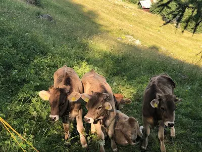 Tiere in der Villa oder in der Nähe
