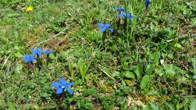 Ein Garten an der Unterkunft Ferienwohnung Meiringen