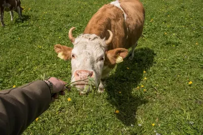 Tiere im Hostel oder in der Nähe