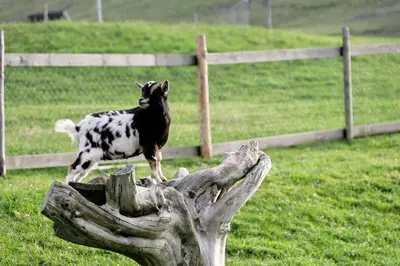 Tiere im Hotel oder in der Nähe