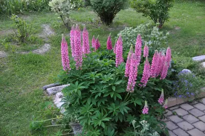 Ein Garten an der Unterkunft Haus Vira