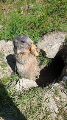 Tiere in der Ferienwohnung oder in der Nähe