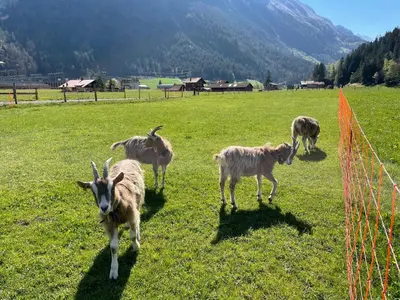 Tiere in diesem Bauernhof oder in der Nähe
