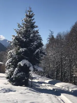 Distel im Winter