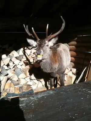 Tiere im Bed & Breakfast oder in der Nähe