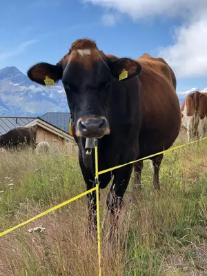 Tiere in der Ferienwohnung oder in der Nähe