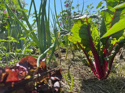 Ein Garten an der Unterkunft Chalet Friesli Beatenberg