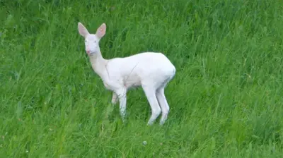 Tiere in der Ferienwohnung oder in der Nähe