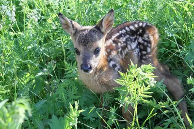 Tiere in der Pension oder in der Nähe