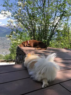 Haustiere von Gästen der Unterkunft Chalet Alpin suisse